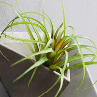 AeroStem™ Wall Art Ikebana Vase